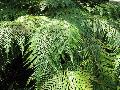 Mother Fern / Woodwardia orientalis 